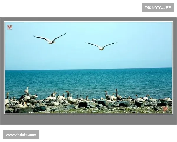 青海湖首次检测到印度环志斑头雁，反映生态改善